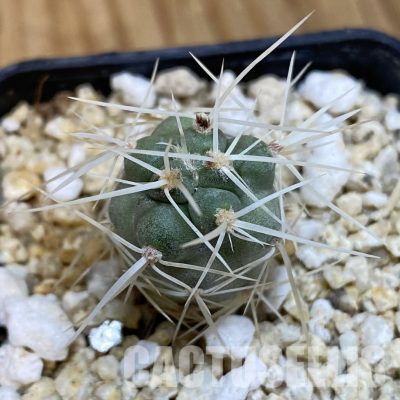 SH32753 Tephrocactus fiambalensis, seedling