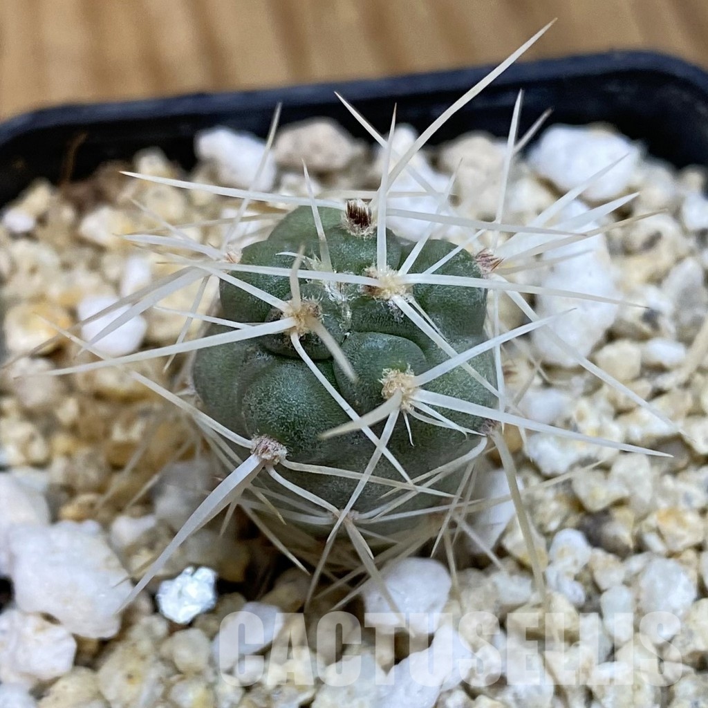 SH32753 Tephrocactus fiambalensis, seedling