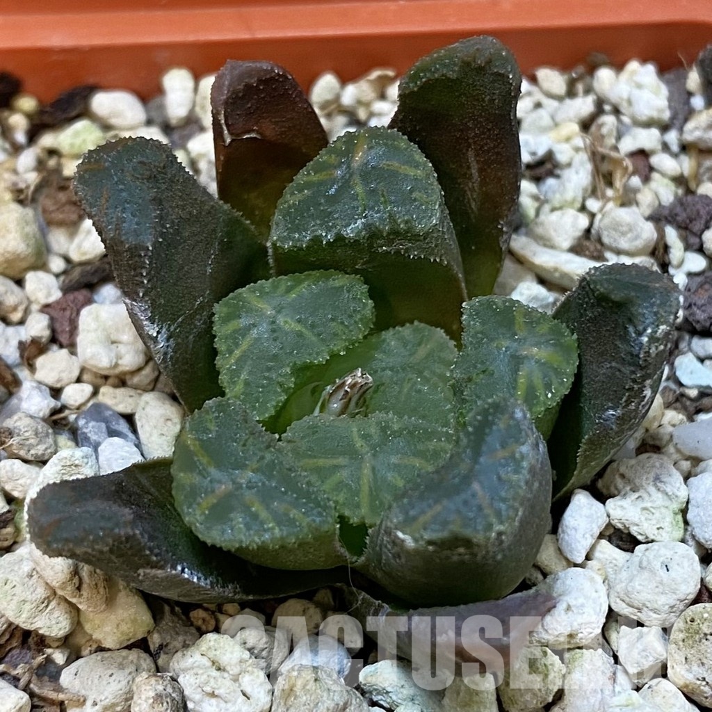 SH32795 Haworthia maughanii x cooperi F2