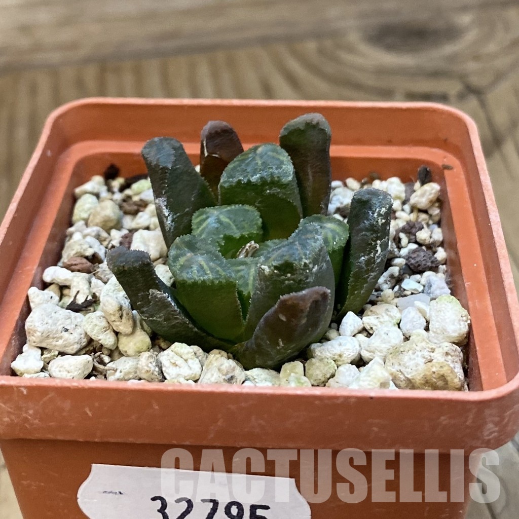 SH32795 Haworthia maughanii x cooperi F2 - Image 2
