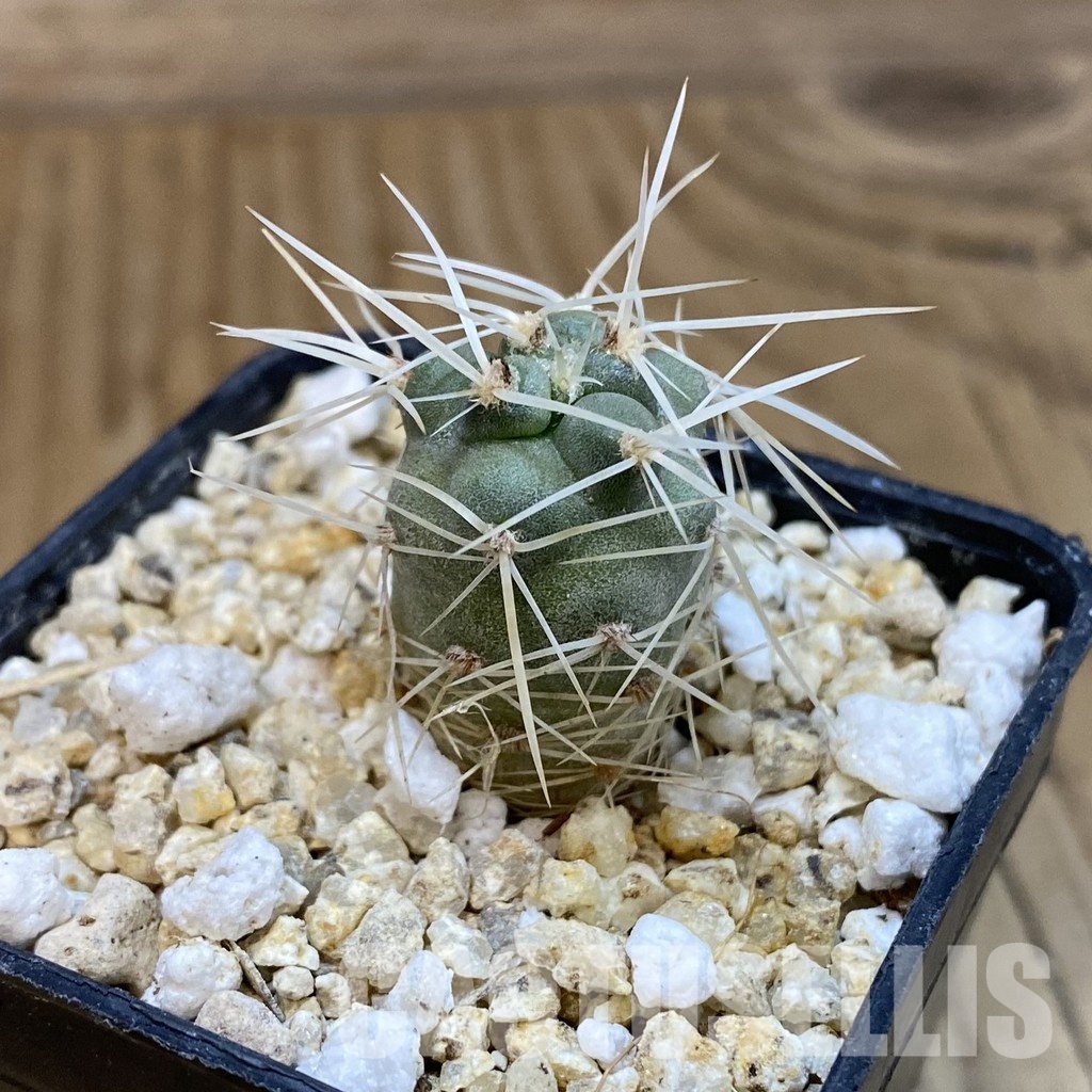 SH32753 Tephrocactus fiambalensis, seedling - Image 2