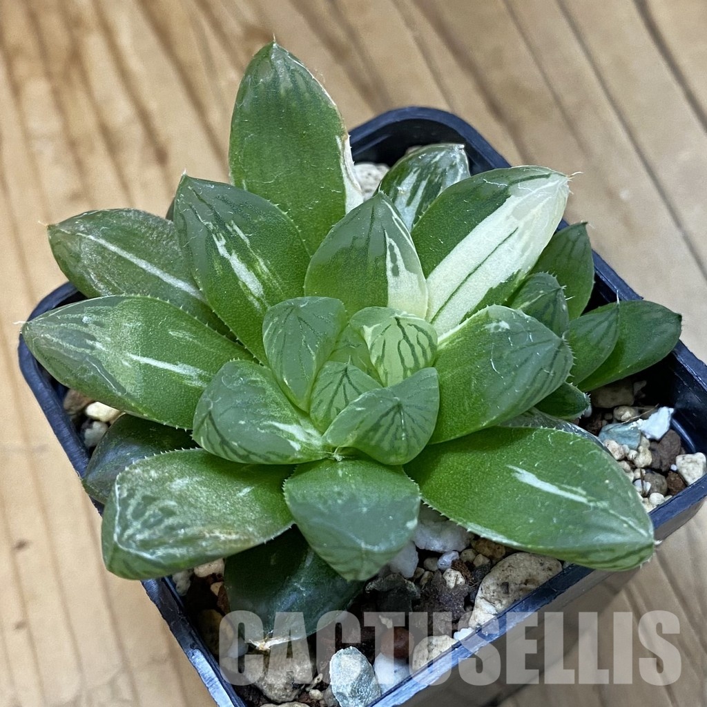 SH32798 Haworthia obtusa f. variegata