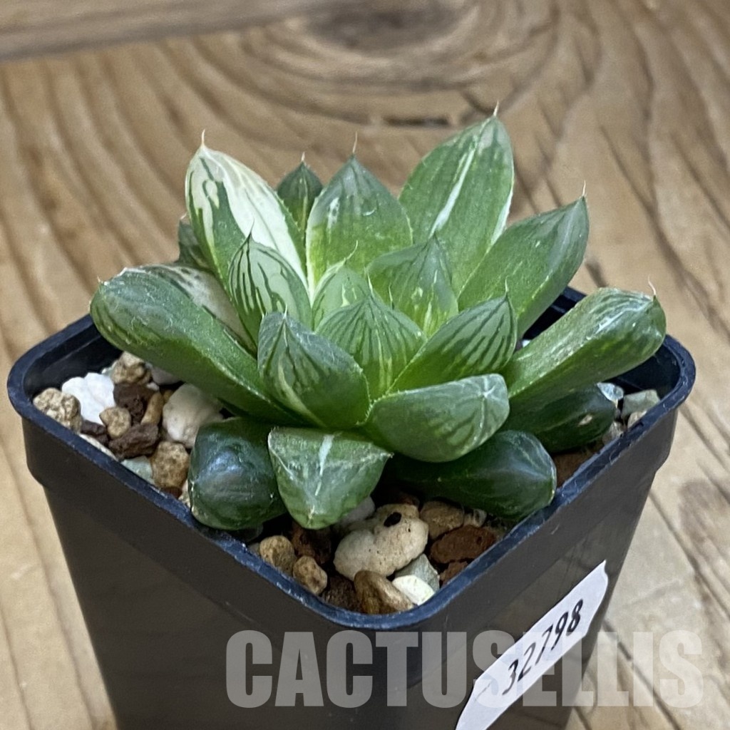 SH32798 Haworthia obtusa f. variegata - Image 2