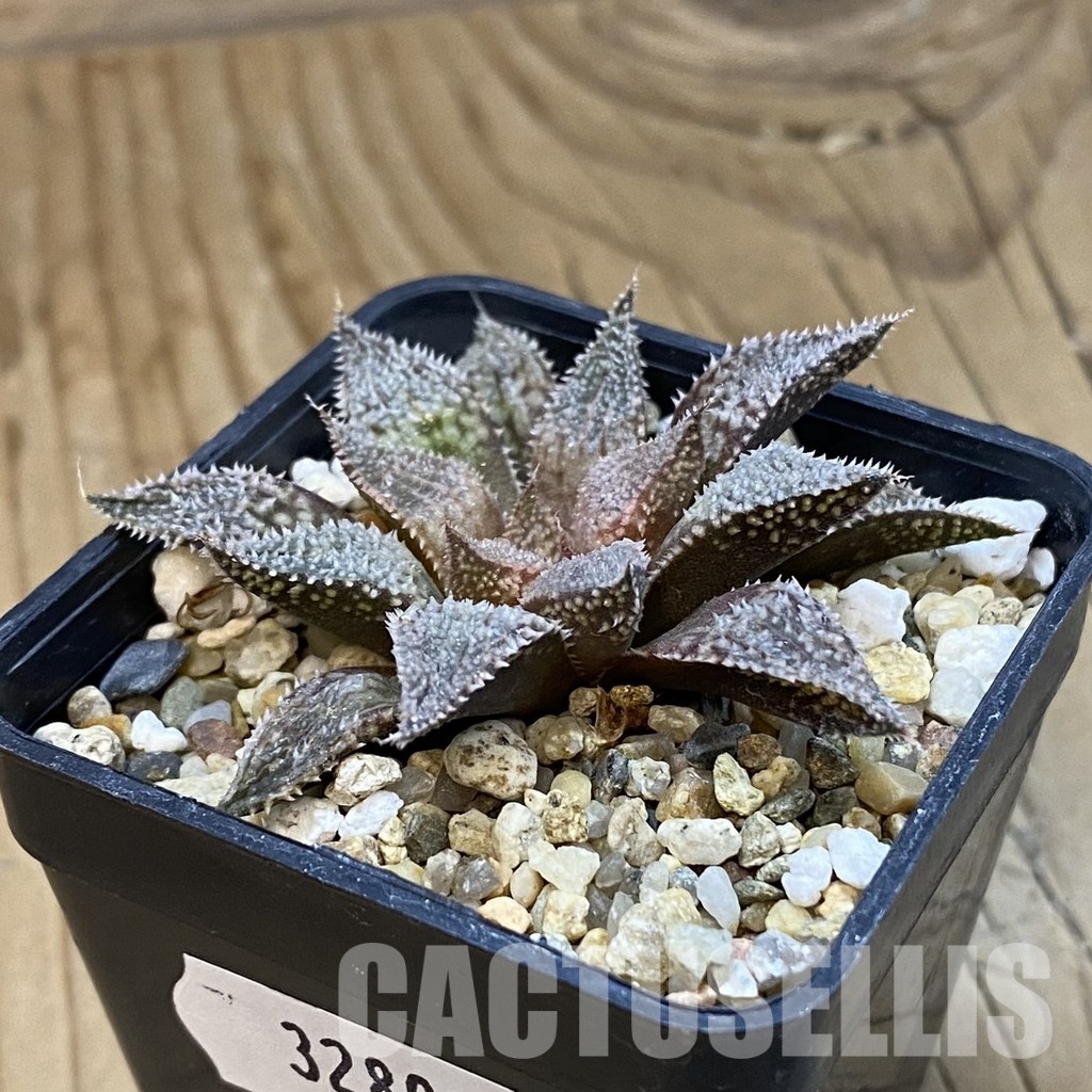 SH32802 Haworthia 'Hakuma' - Image 2
