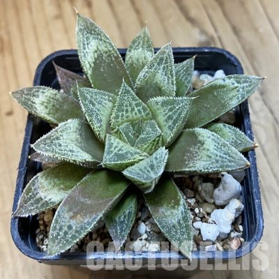 SH32803 Haworthia 'Sasameyuki' HWX-4