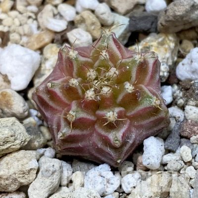 SH32754 Gymnocalycium mihanovichii ‘Neon’ hybrid