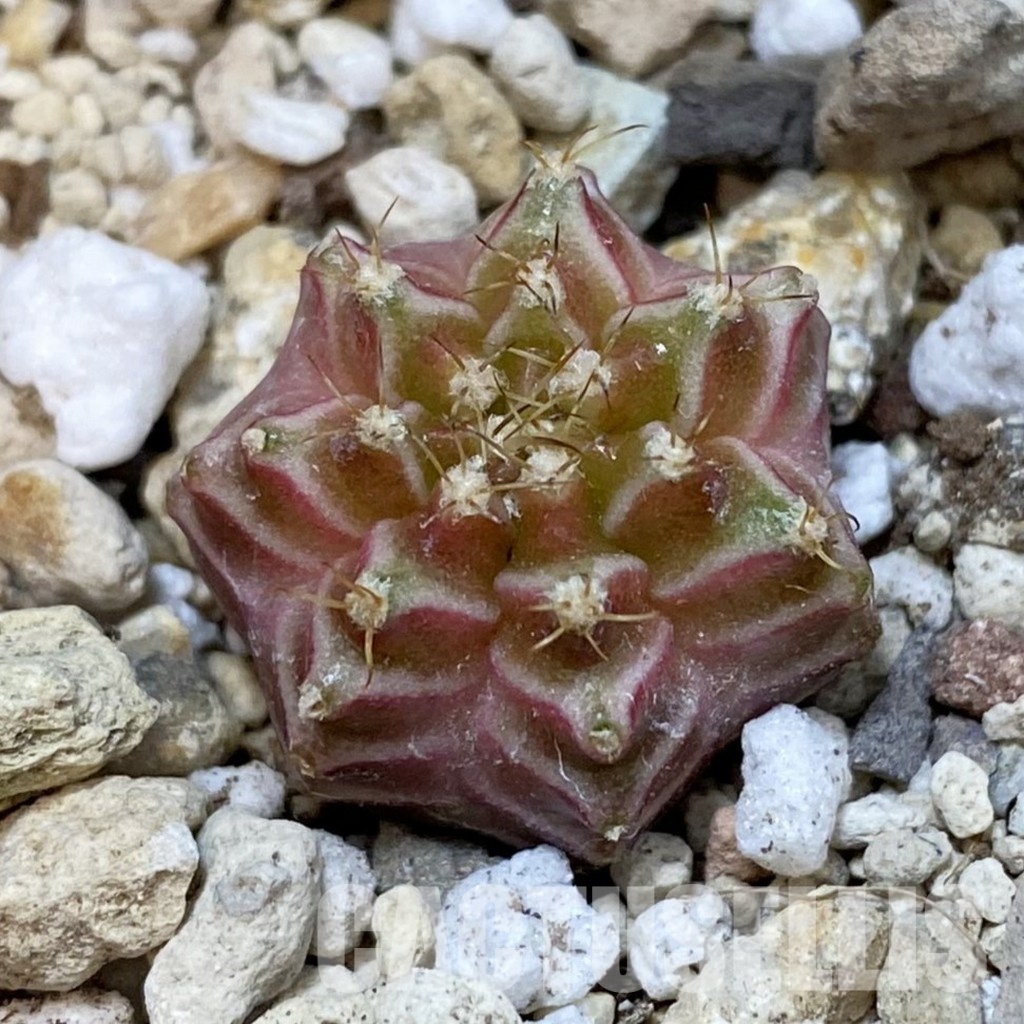 SH32754 Gymnocalycium mihanovichii ‘Neon’ hybrid