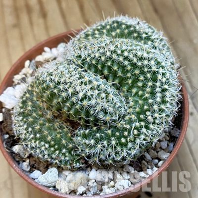 SH32823 Mammillaria perbella f. cristata