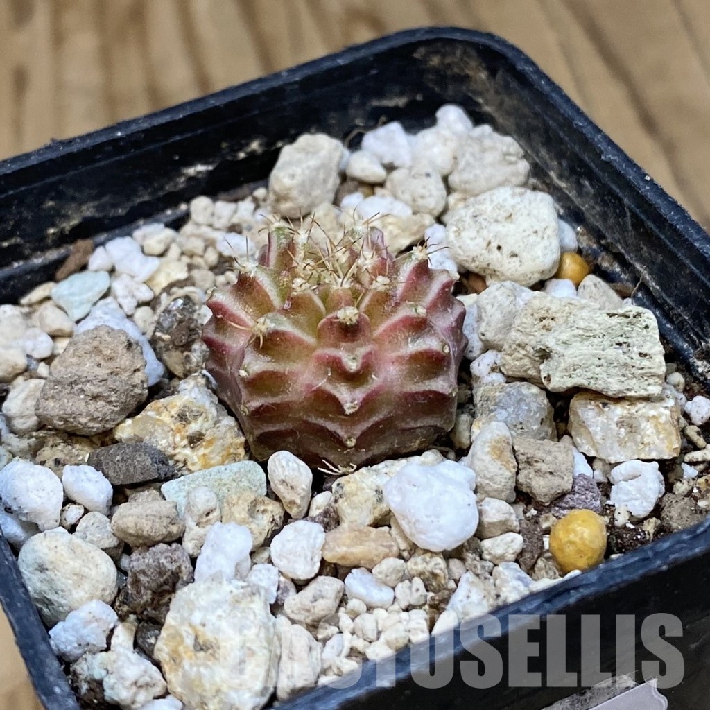 SH32754 Gymnocalycium mihanovichii ‘Neon’ hybrid - Image 2