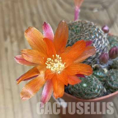 SH32806 Rebutia heliosa v. condorensis