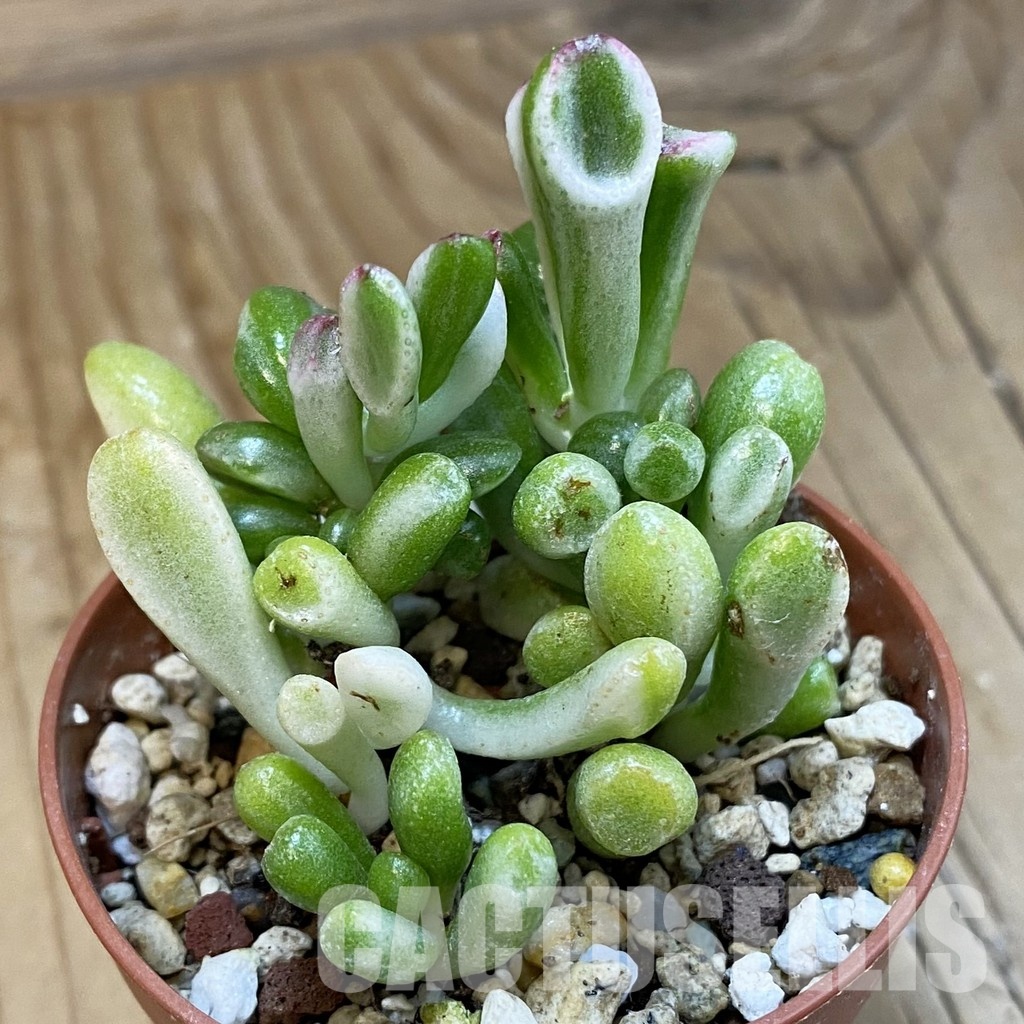 SH32810 Crassula ovata 'Gollum' f. variegata