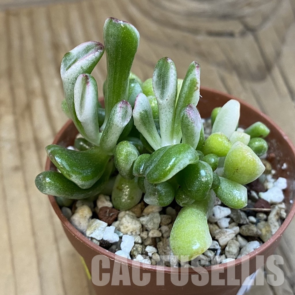 SH32810 Crassula ovata 'Gollum' f. variegata - Image 2