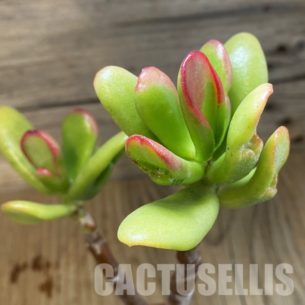 SH32812 Crassula ovata 'Hobbit Sunset' - Image 2