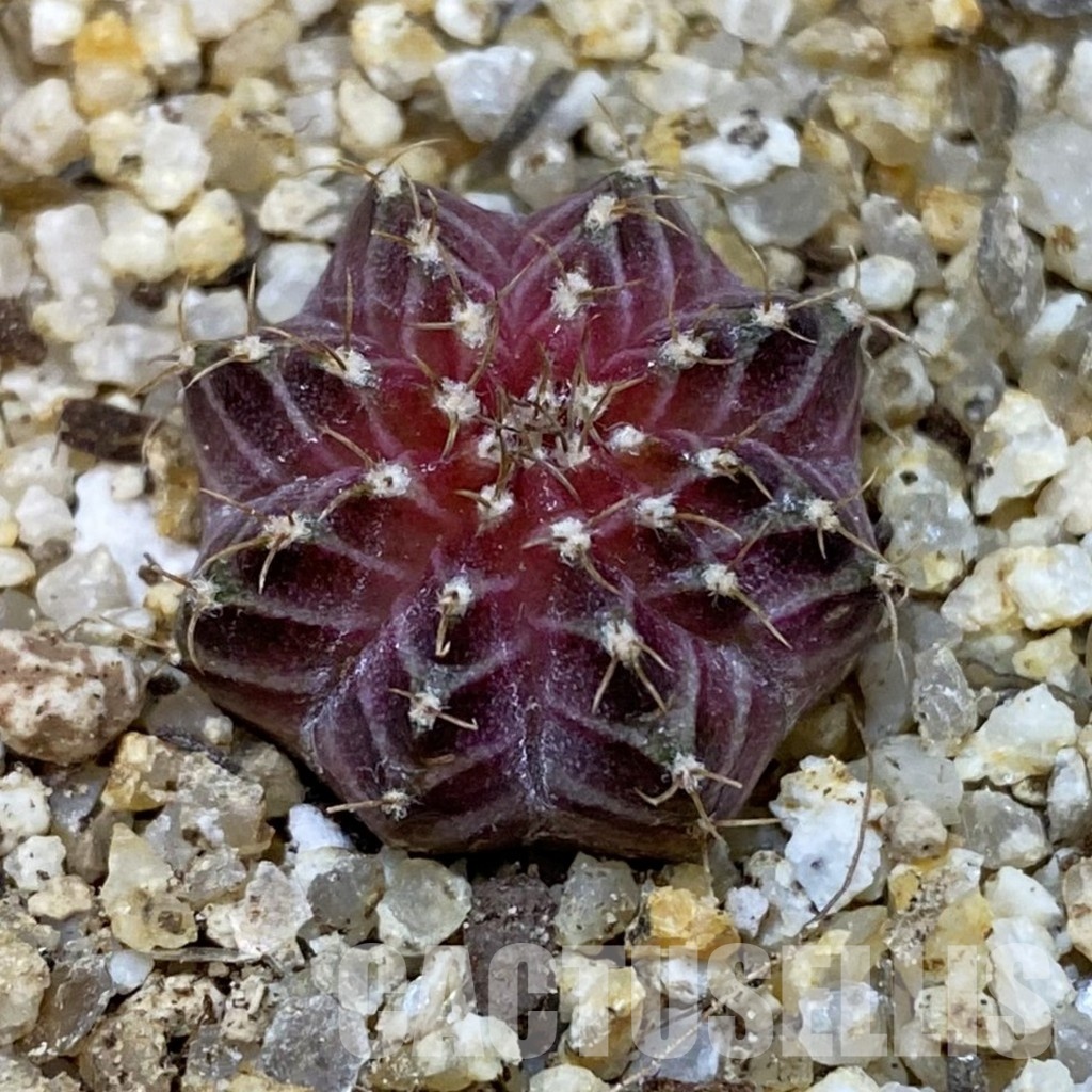 SH32755 Gymnocalycium mihanovichii ‘Neon’ hybrid
