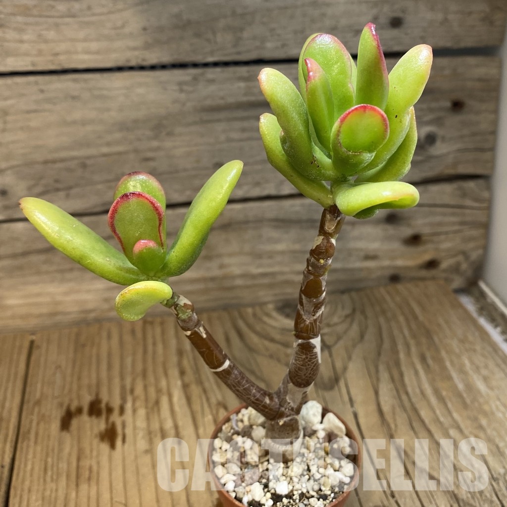 SH32812 Crassula ovata 'Hobbit Sunset' - Image 3