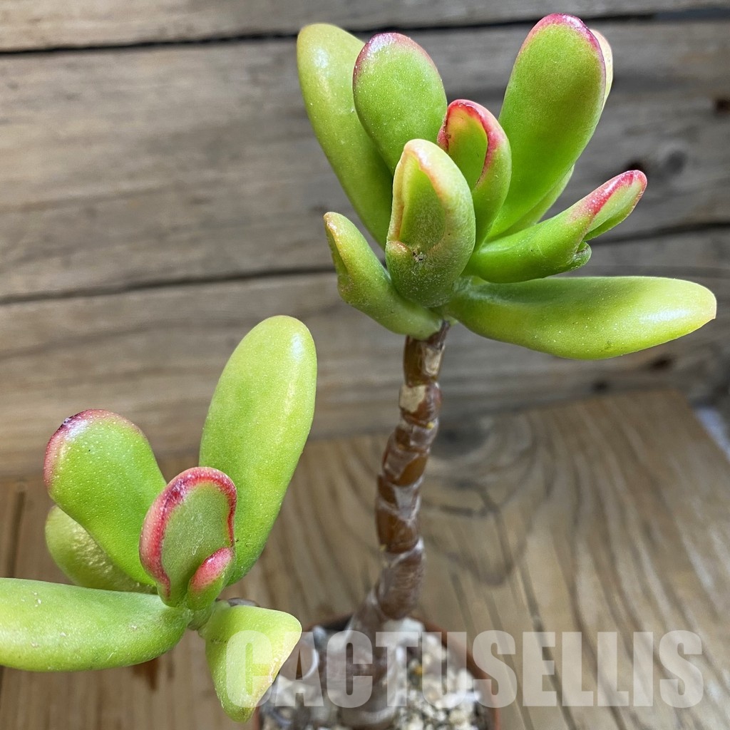 SH32812 Crassula ovata 'Hobbit Sunset'