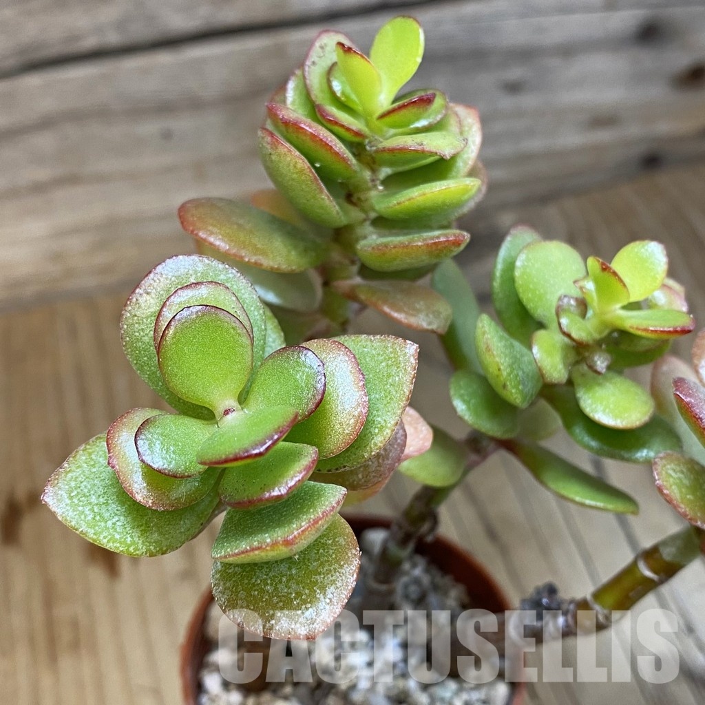 SH32813 Crassula ovata 'Minima'