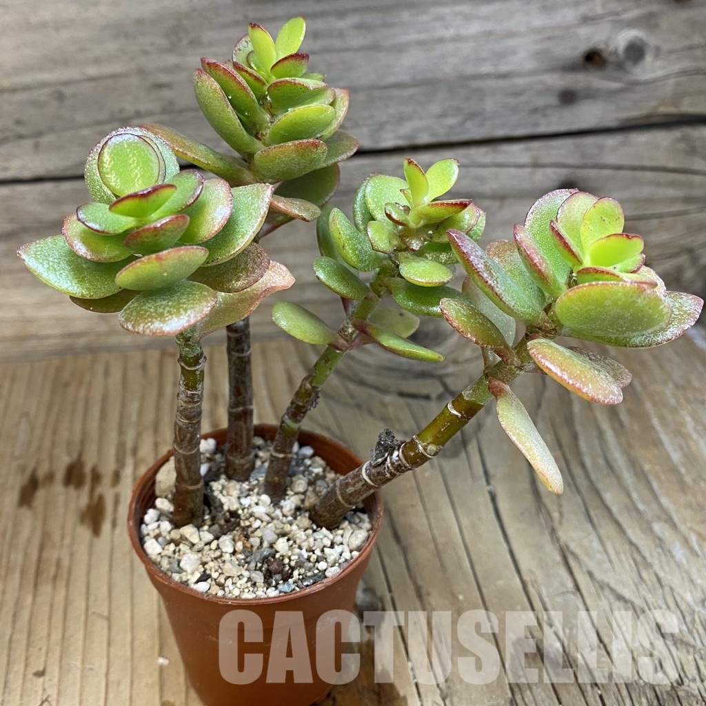 SH32813 Crassula ovata 'Minima' - Image 2