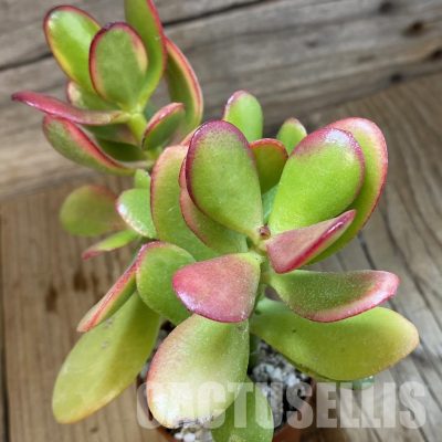 SH32814 Crassula ovata 'Hummel's Sunset'