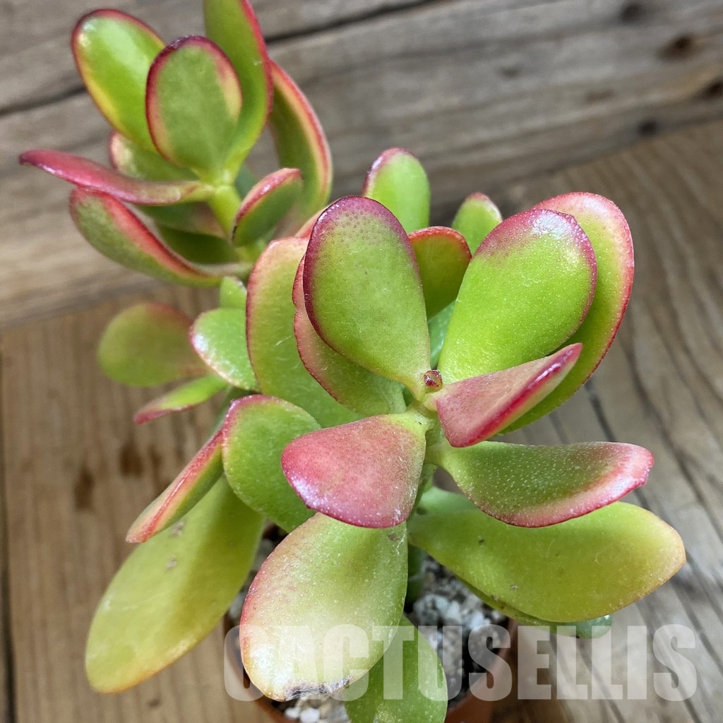 SH32814 Crassula ovata 'Hummel's Sunset'