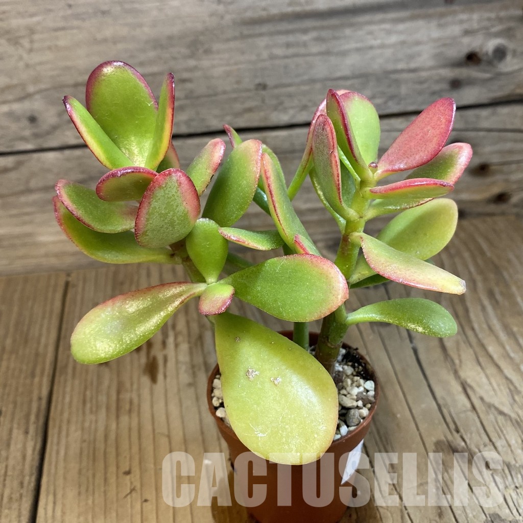 SH32814 Crassula ovata 'Hummel's Sunset' - Image 2