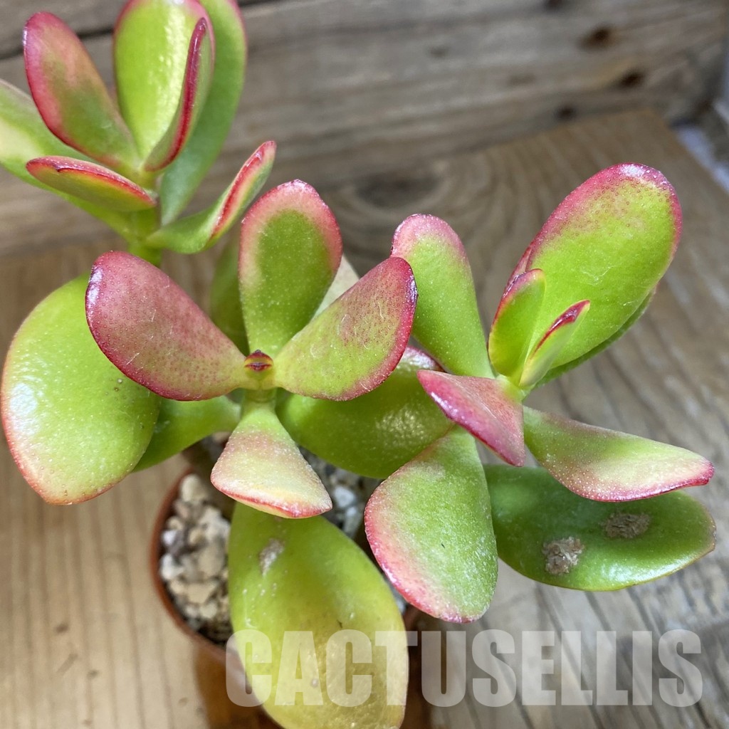 SH32815 Crassula ovata 'Hummel's Sunset'