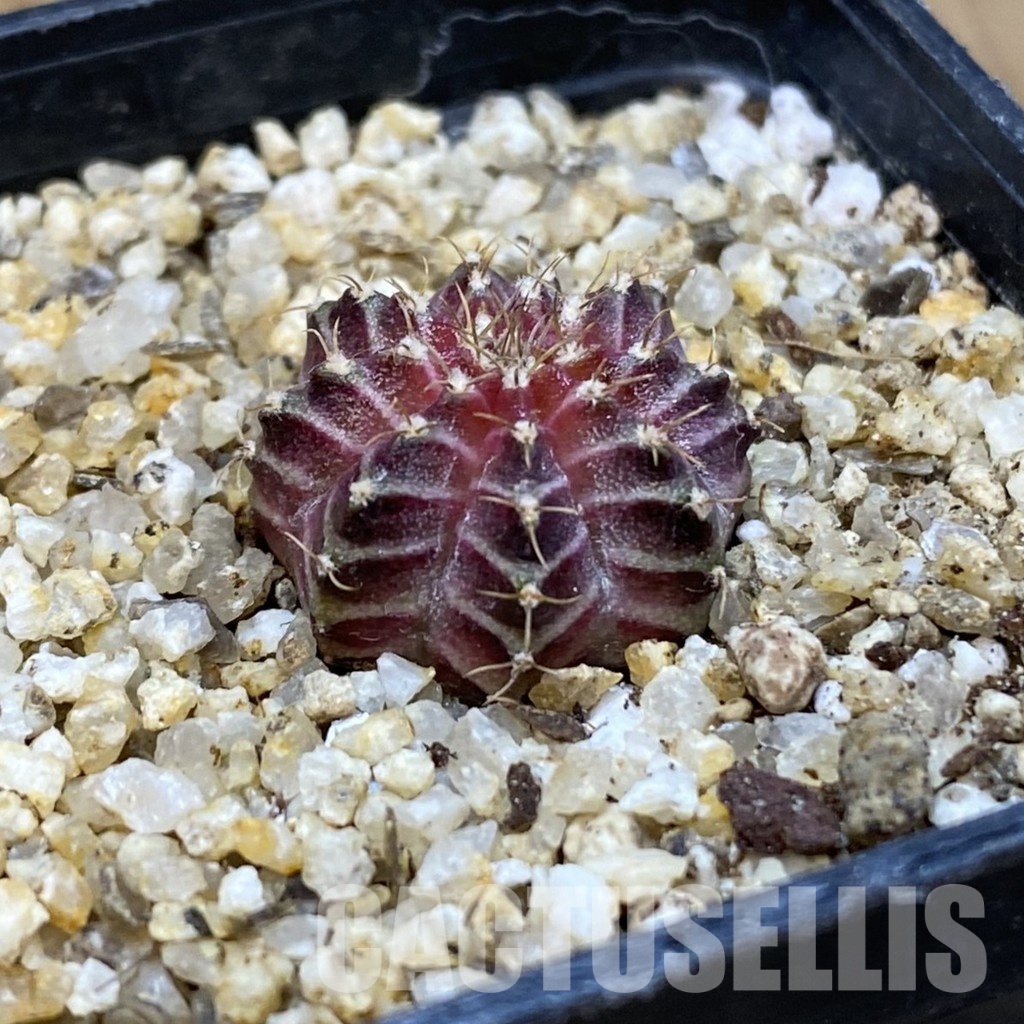 SH32755 Gymnocalycium mihanovichii ‘Neon’ hybrid - Image 2