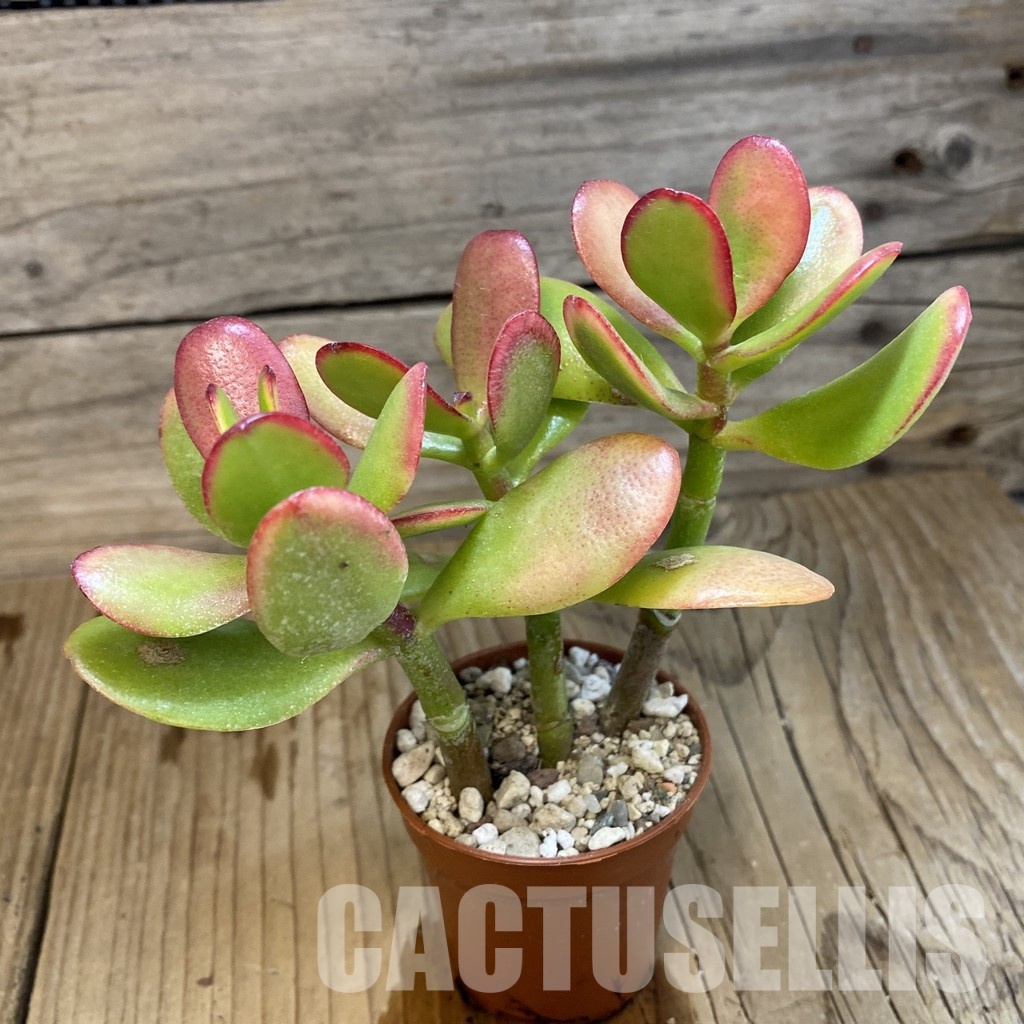 SH32815 Crassula ovata 'Hummel's Sunset' - Image 2