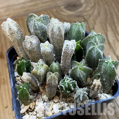 SH32816 Astrophytum myriostigma mix