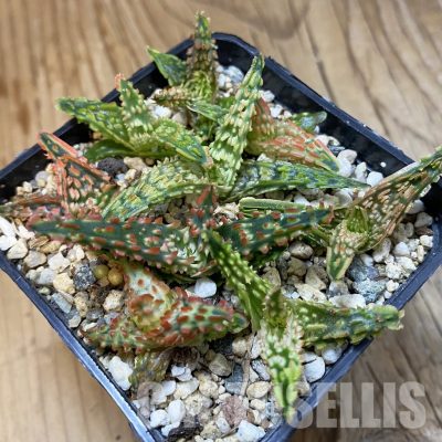 SH32817 Aloe TCT hybrid mix, seedling