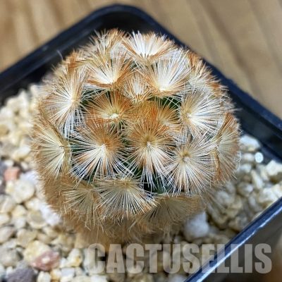 SH32818 Mammillaria carmenae hybrid