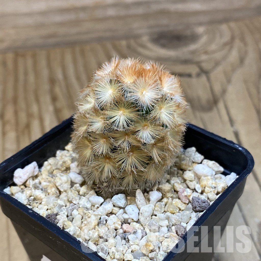 SH32818 Mammillaria carmenae hybrid - Image 2