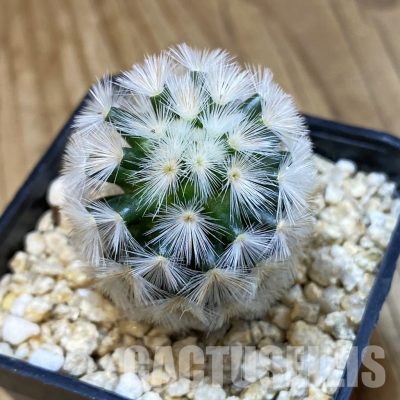 SH32819 Mammillaria carmenae hybrid