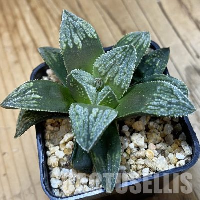 SH32820 Haworthia splendens hybrid