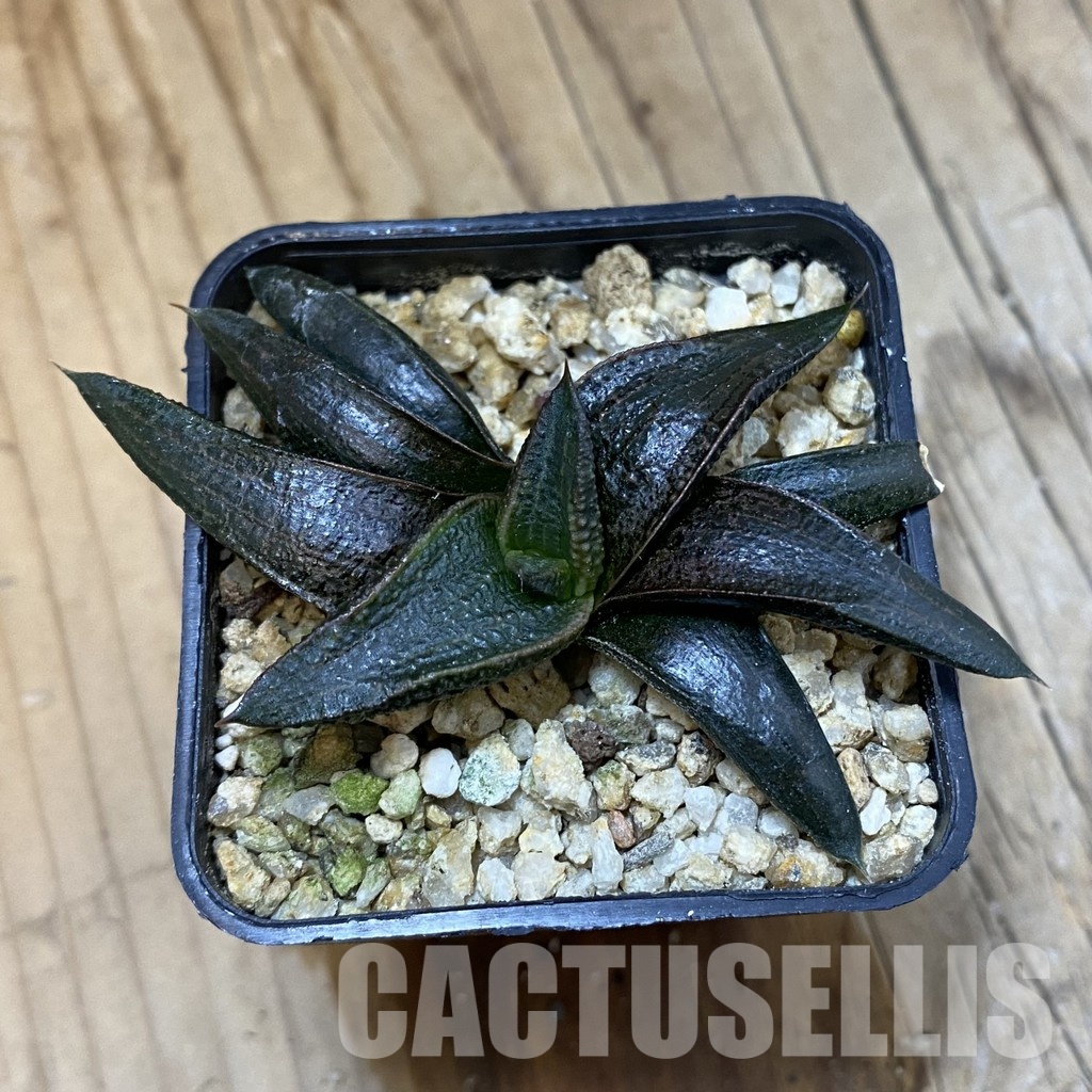 SH32821 Haworthia koelmaniorum hybrid - Image 2