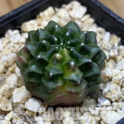 SH32756 Gymnocalycium mihanovichii ‘inermis’ f. variegata