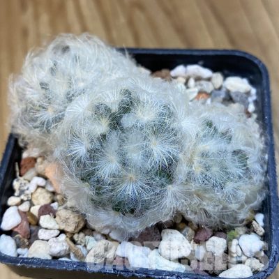 SH32757 Mammillaria carmenae hybrid