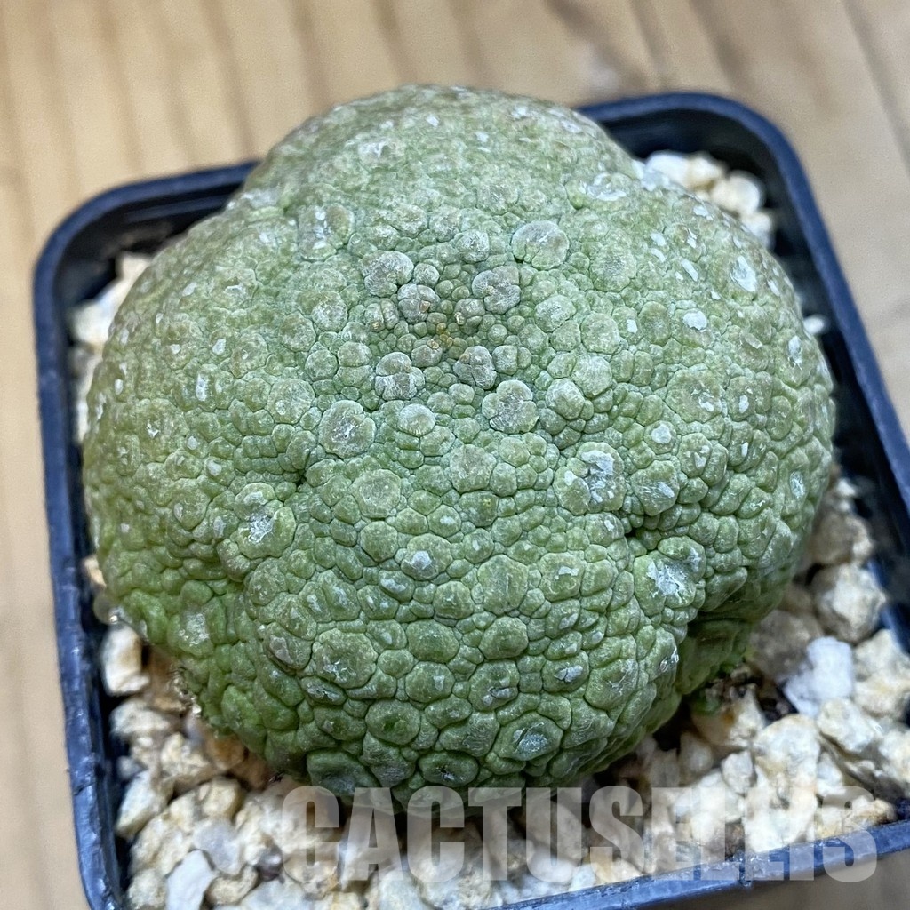 SH32758 Pseudolithos migiurtinus