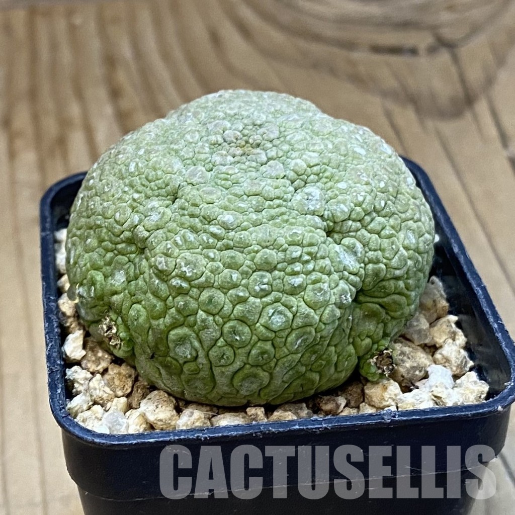 SH32758 Pseudolithos migiurtinus - Image 2