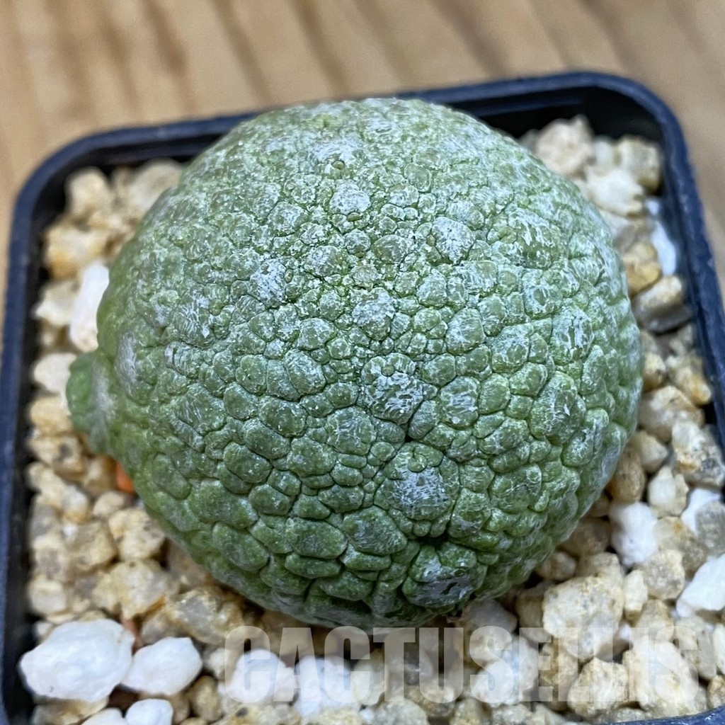 SH32759 Pseudolithos migiurtinus