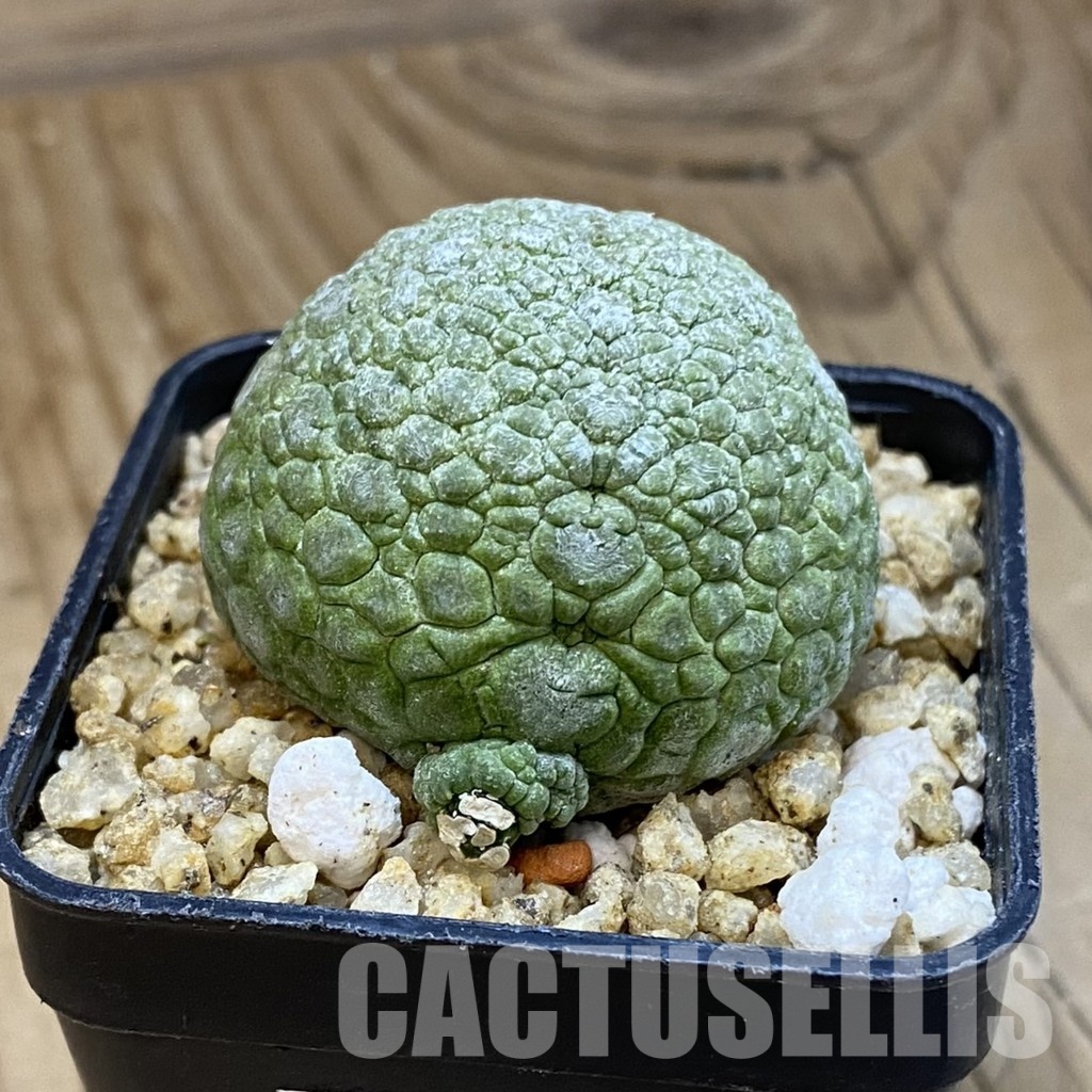 SH32759 Pseudolithos migiurtinus - Image 2