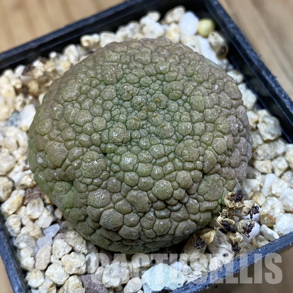 SH32760 Pseudolithos migiurtinus