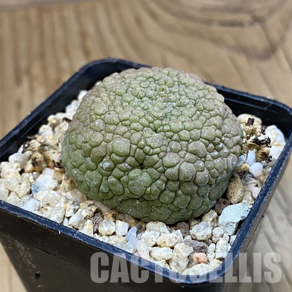 SH32760 Pseudolithos migiurtinus - Image 2