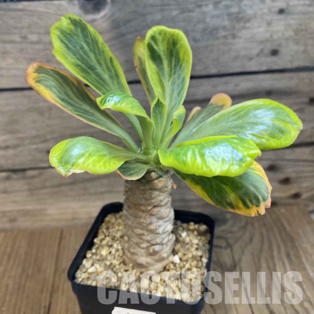SH32762 Euphorbia poissonii f. variegata - Image 2