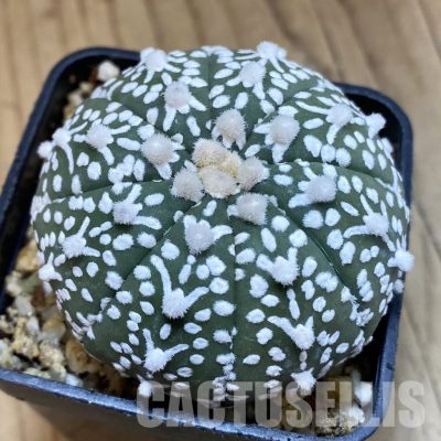 SH32750 Astrophytum asterias ‘Super Kabuto’ V-type