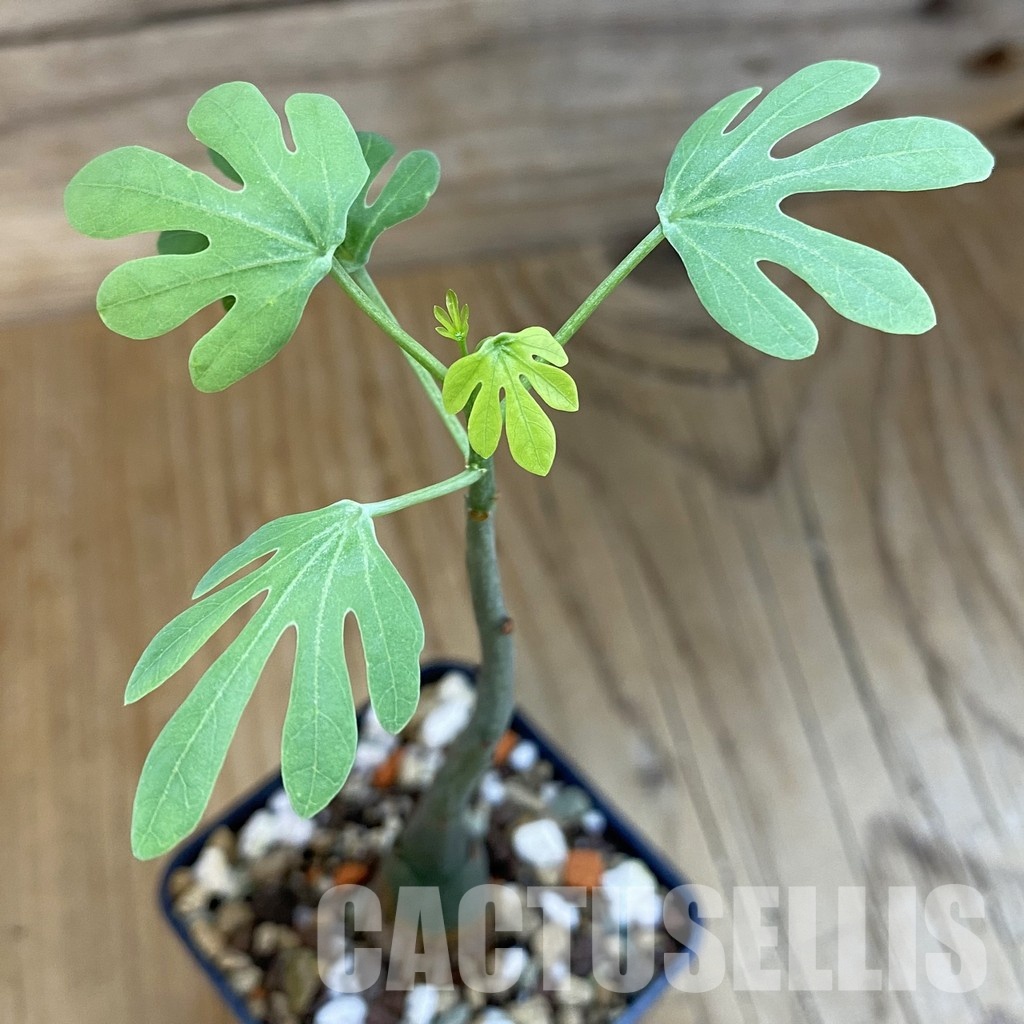SH32765 Adenia glauca