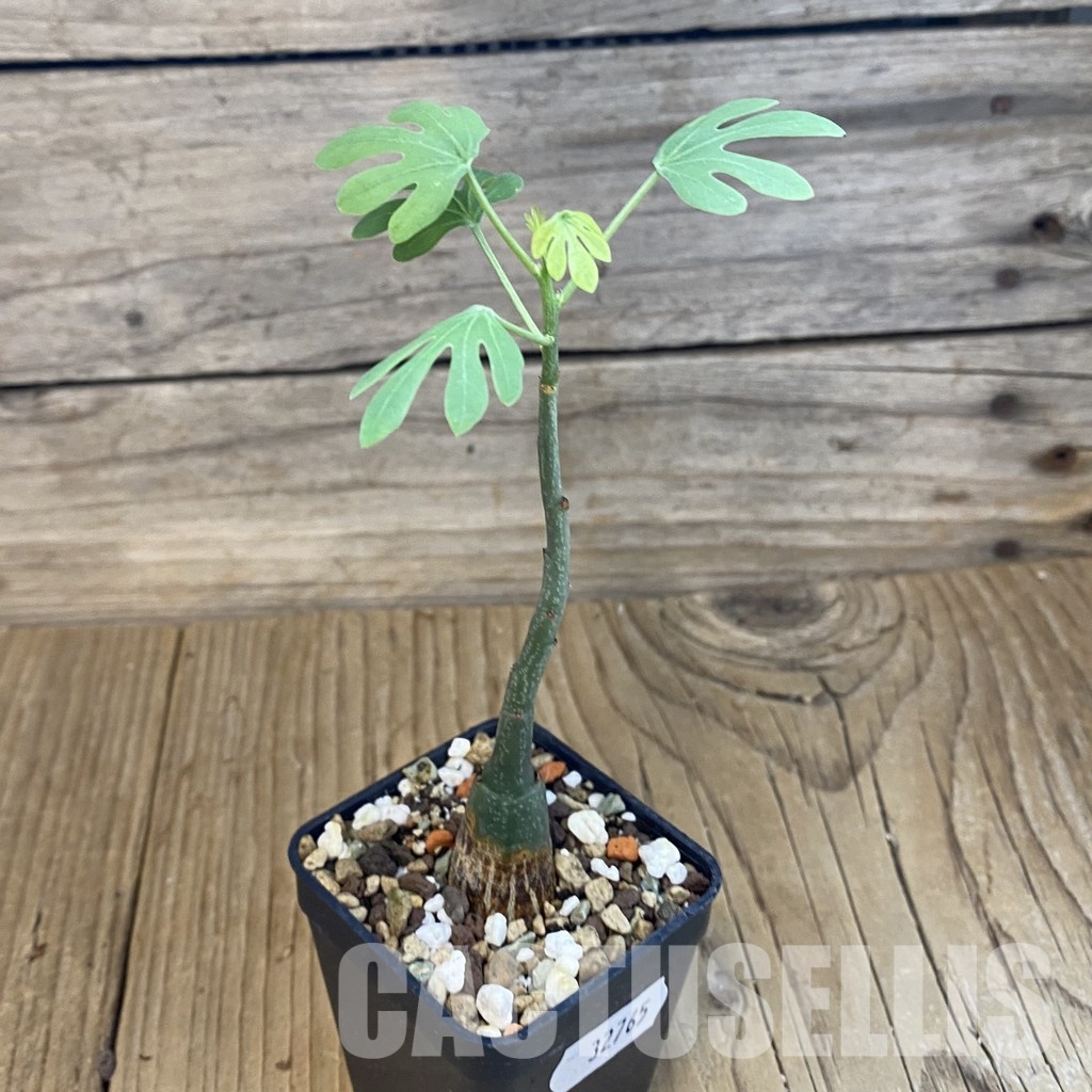 SH32765 Adenia glauca - Image 2