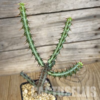 SH32767 Euphorbia aeruginosa