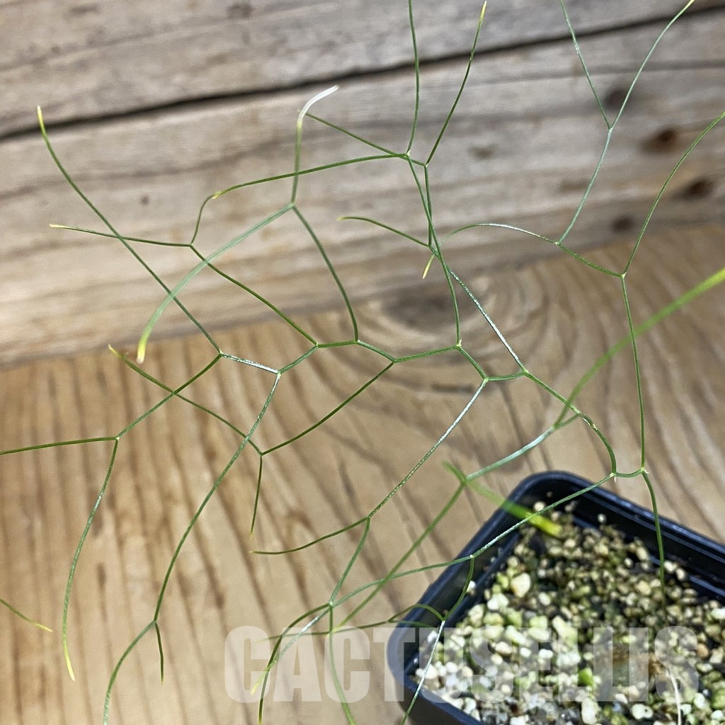 SH32769 Schizobasis intricata ES21689