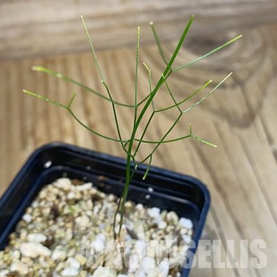 SH32770 Schizobasis intricata ES21689